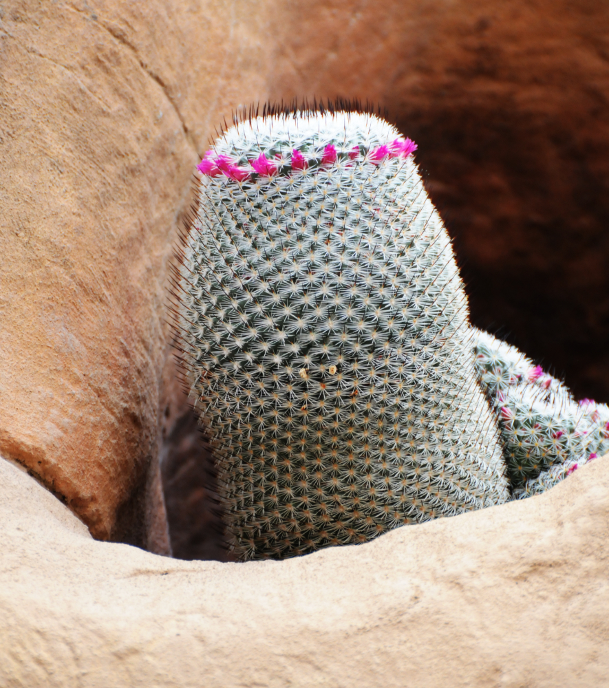 Cactus Cactus in the Nevada Desert