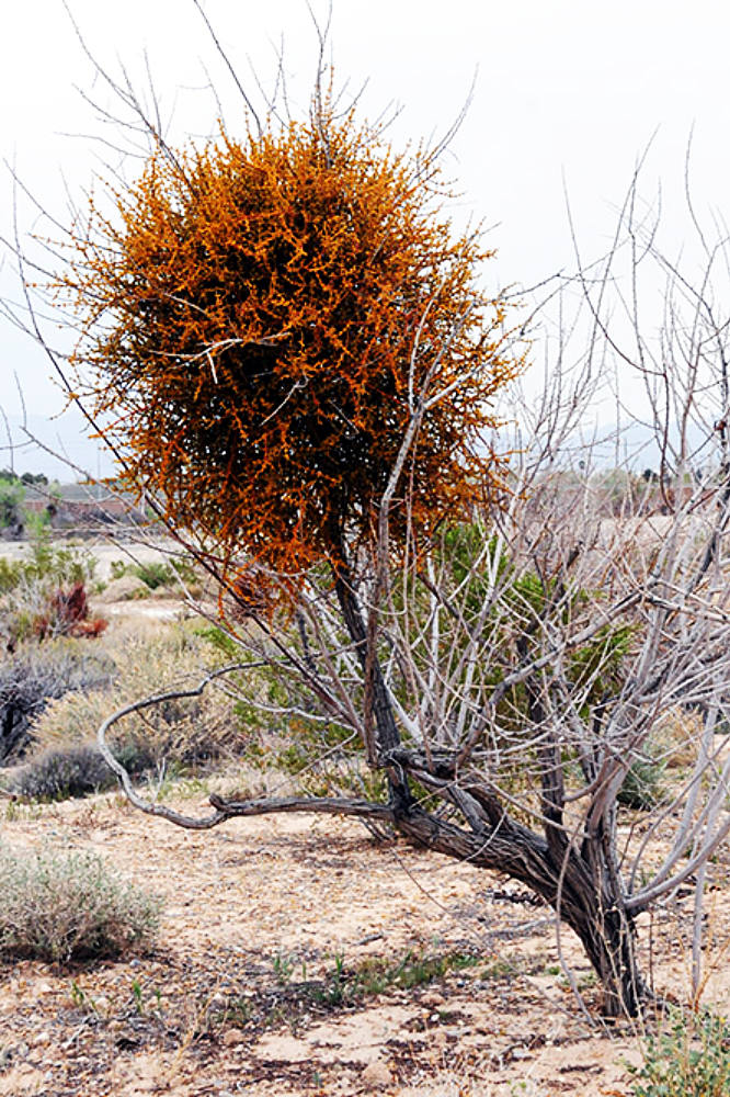 Desert Tree Desert Shrub in Nevada