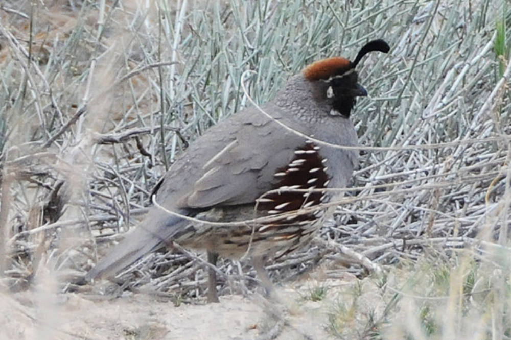 California Quail California Quail in Nevada