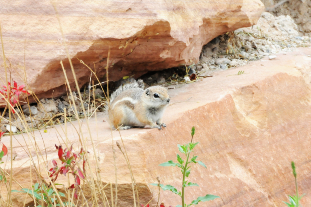 Antelope Ground Squirrel Antelope Ground Squirrel in Nevada