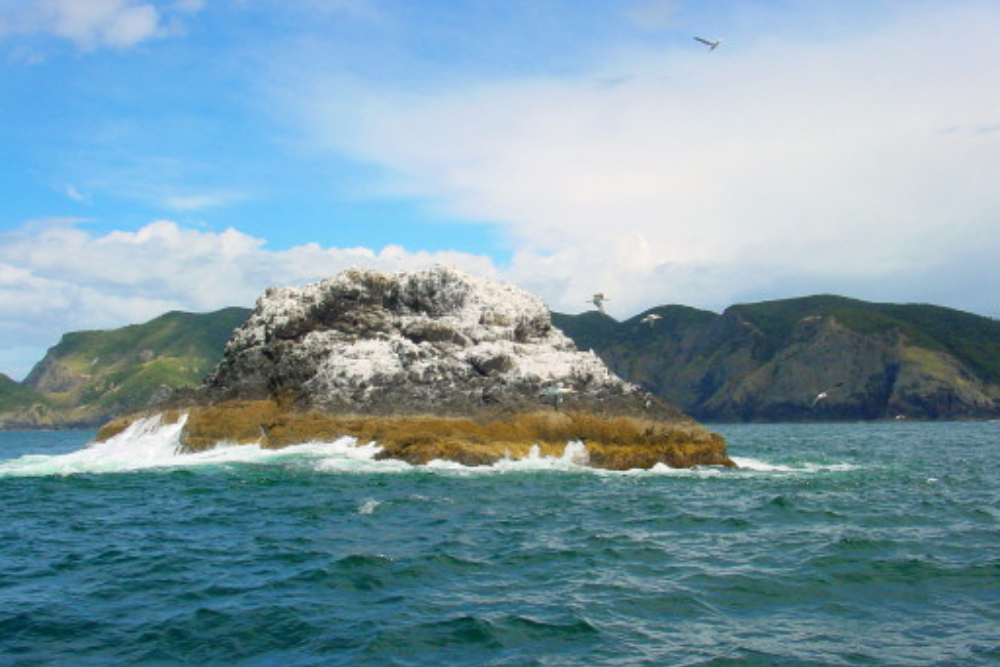 Bay of Islands Seagull Island in the Bay of Islands