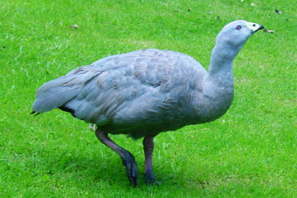 New Zealand Wildlife Large bird in New Zealand