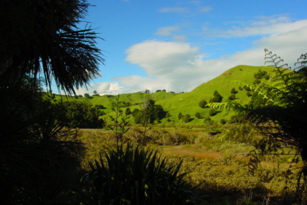 New Zealand Landscape Green countryside in New Zealand