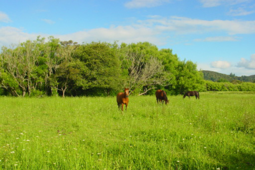 Horses Horses in the New Zealand countryside