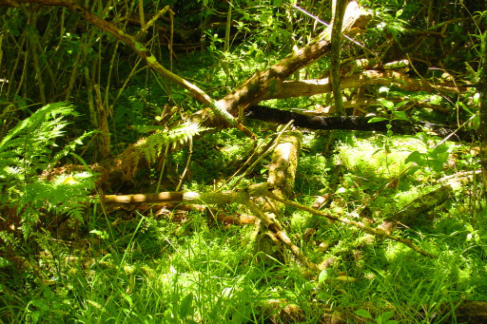 Kiwi Habitat Kiwi habitat in New Zealand