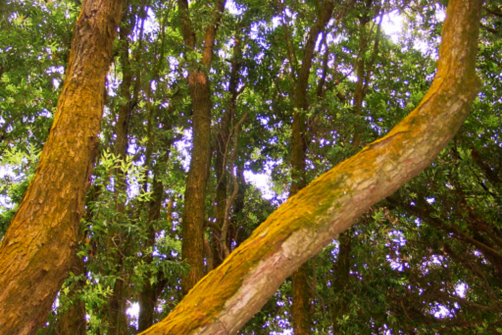 Orange Moss Orange moss in New Zealand
