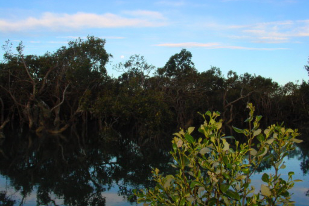New Zealand Wetlands Swamp and wetlands in New Zealand