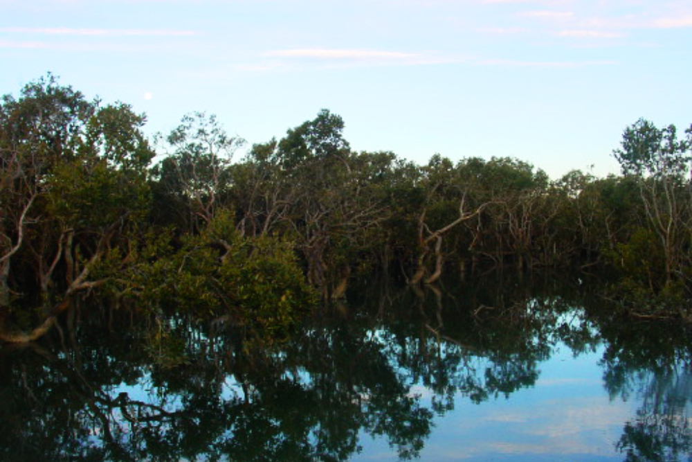 New Zealand Wetlands Wetland landscape in New Zealand