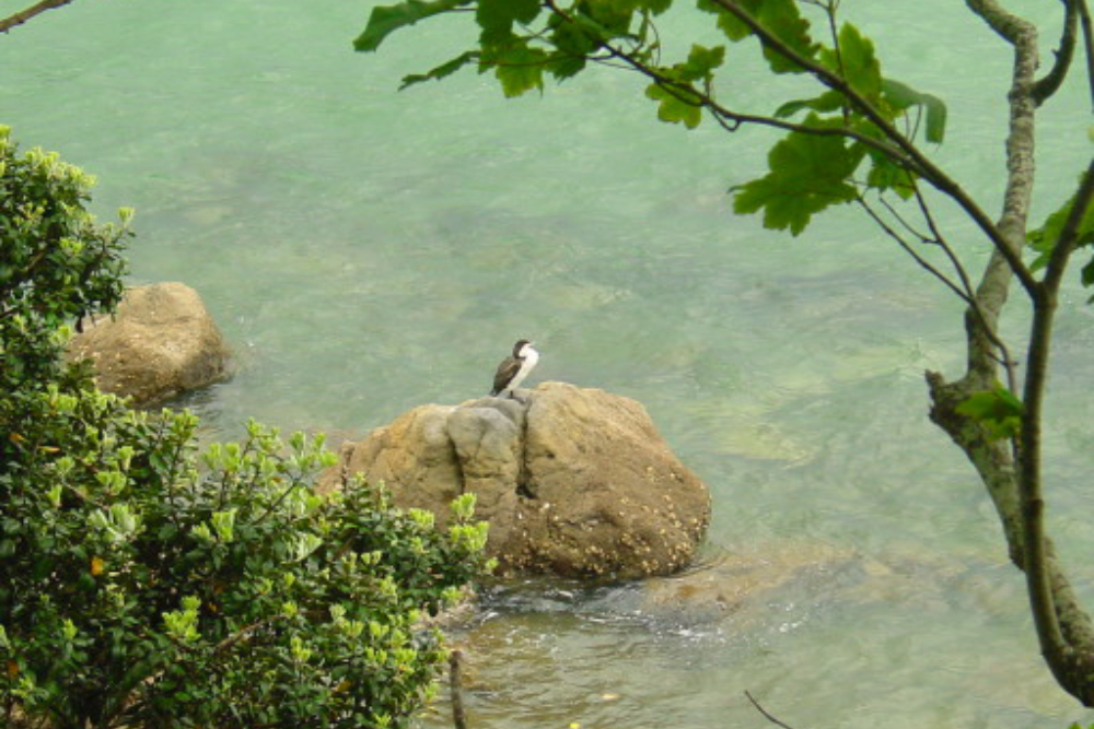 Tauranga Wildlife Bird along the coast at Tauranga New Zealand