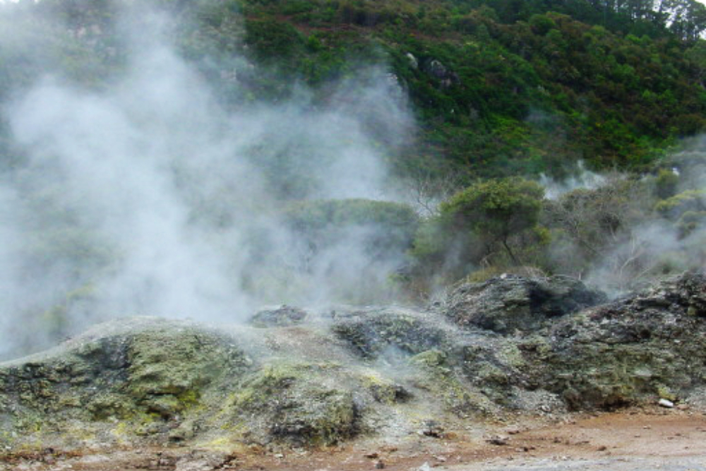 Thermal Forest Steam rising through a geothermal forest in New Zealand