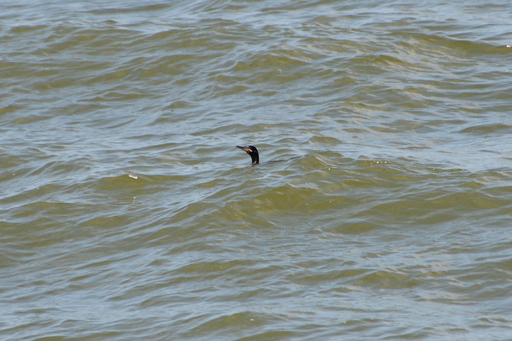 Cormorant Nicaragua Ometepe Cormorant