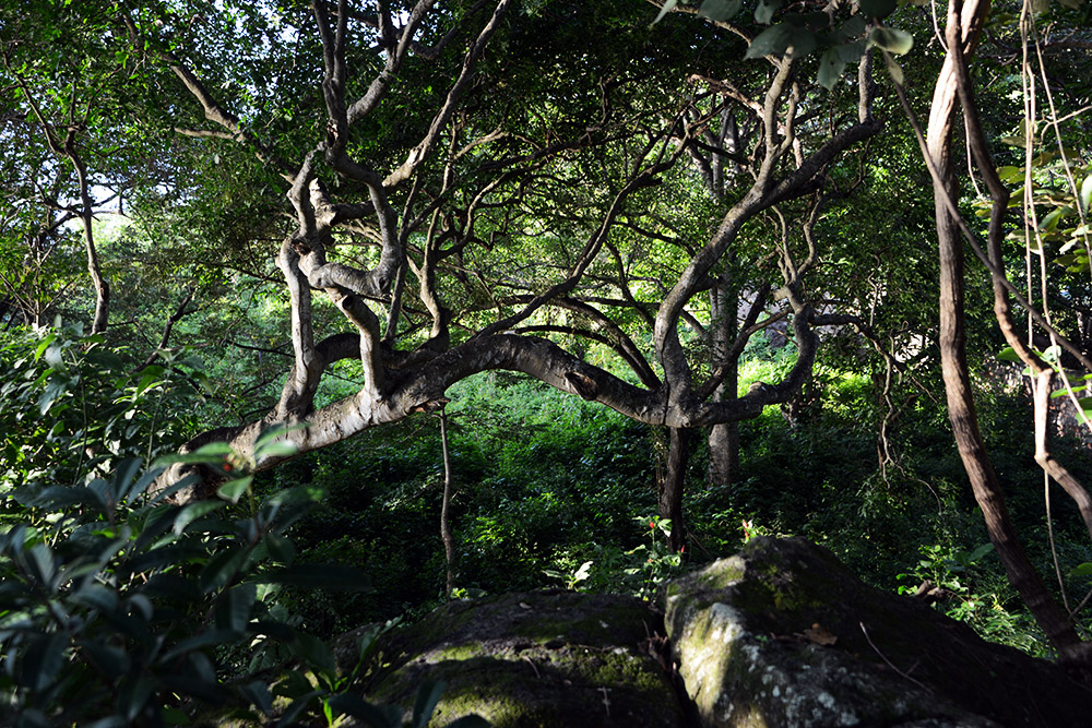 Jungle Nicaragua Ometepe Jungle