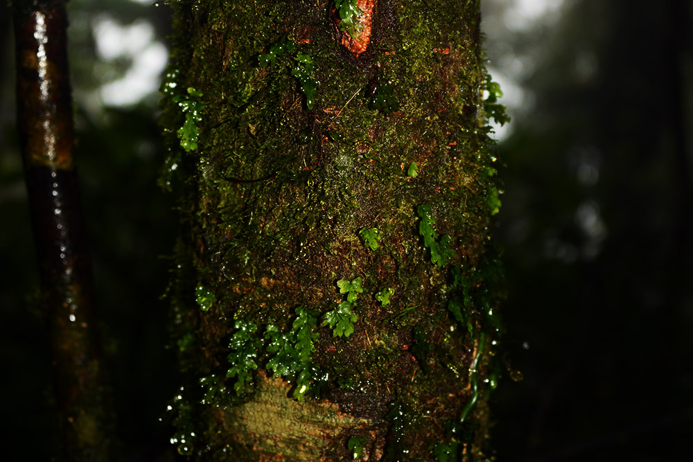 Maderas Cloud Forest Bark Moss and bark in the cloud forest on Maderas Volcano
