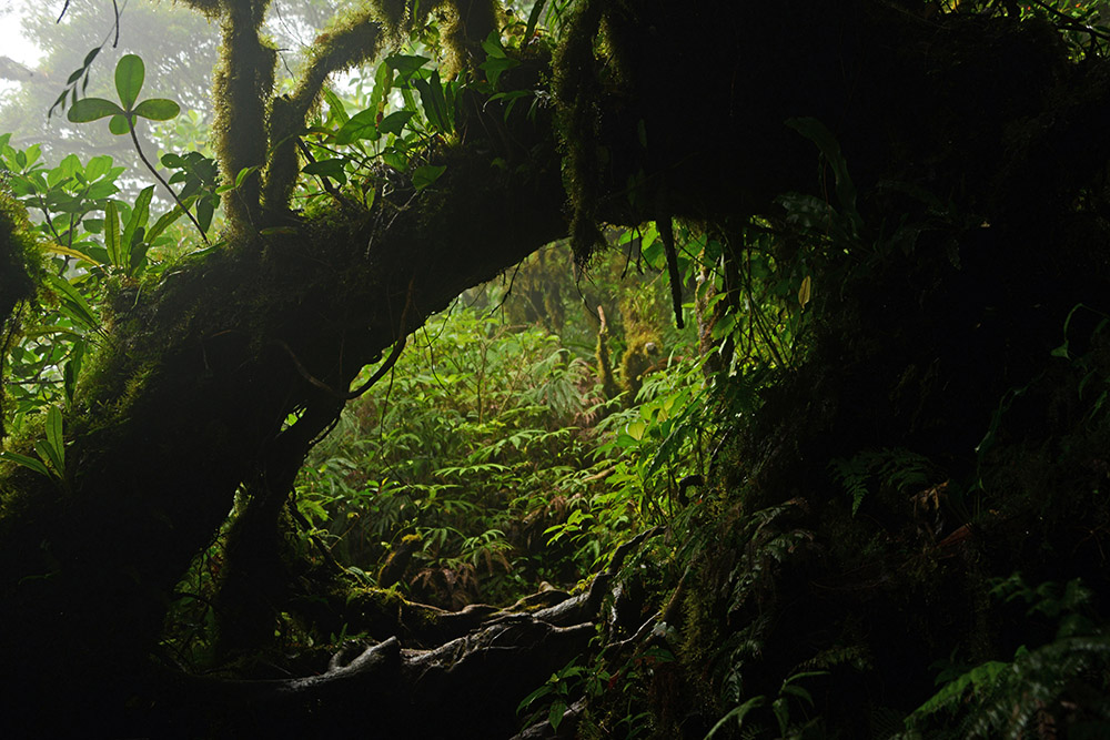 Nicaragua Ometepe Cloud Forest Trail