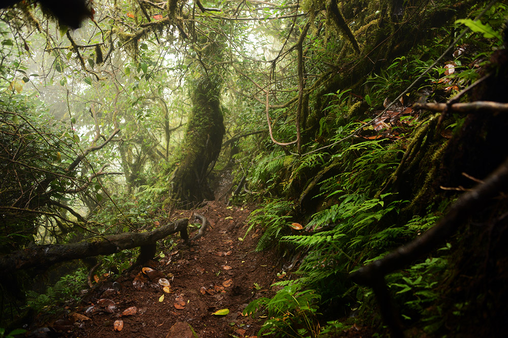 Cloud Forest Nicaragua Ometepe Maderas Cloud Forest Trail