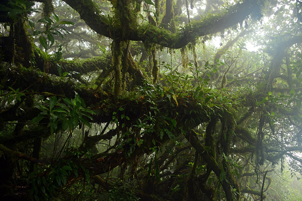 Cloud Forest Nicaragua Cloud Forest