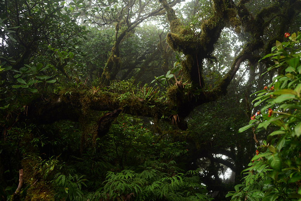 Entrance to Cloud Forest Nicaragua Ometepe Cloud Forest