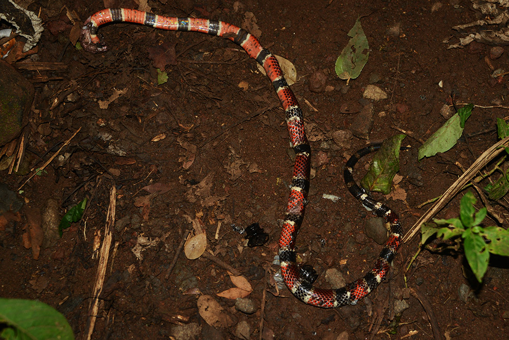 Dead Coral Snake Nicaragua Dead Coral Snake