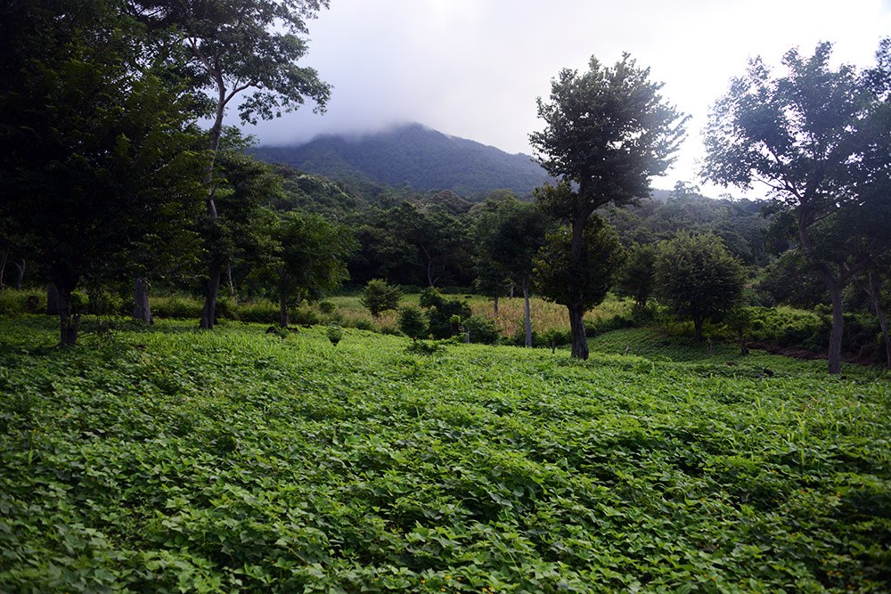 Farms Nicaragua Ometepe Maderas Farms