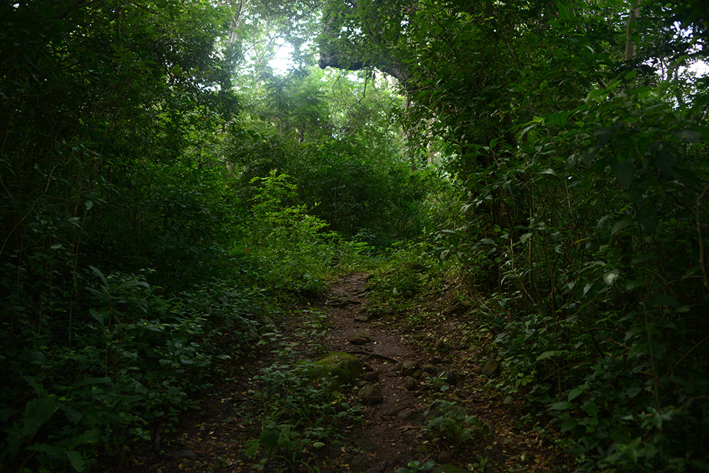 Jungle Trail Nicaragua Ometepe Maderas Jungle Trail