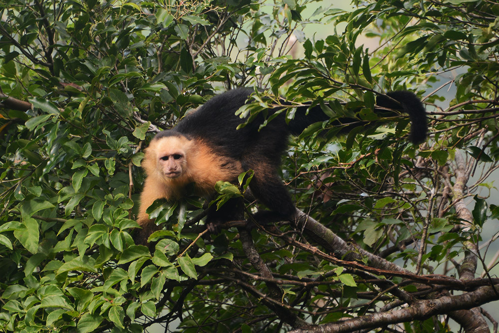 Capuchin Monkey Nicaragua Ometepe Monkey