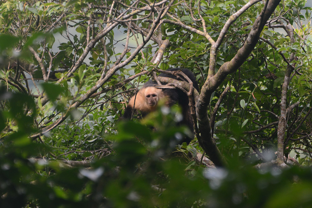 Capuchin Monkey Nicaragua Ometepe Capuchin Monkey