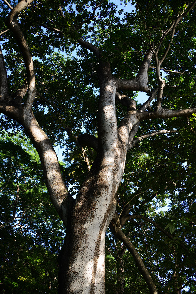 Tree Nicaragua Ometepe Tree