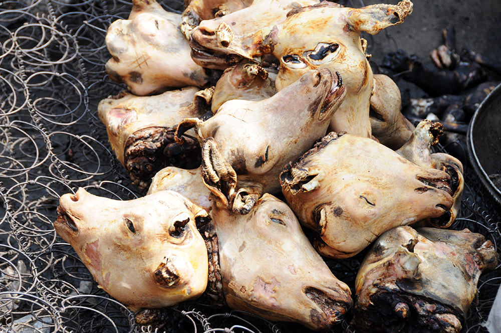 Goat Heads Goat heads for sale at the market in Zinder Niger