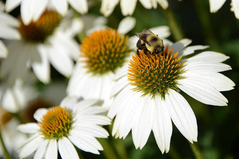 Bumblebee at Franklin Park Conservatory