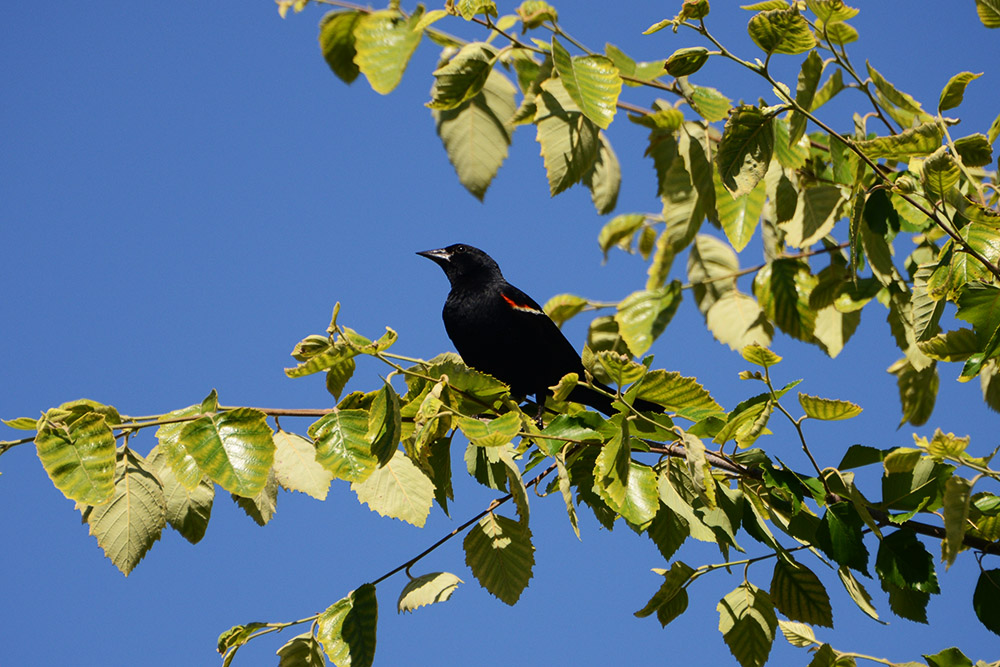Oriole at Franklin Park Conservatory