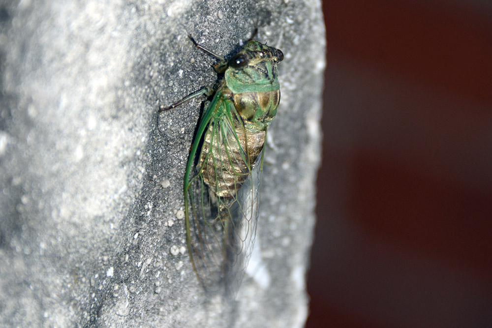 Cicada in German Village