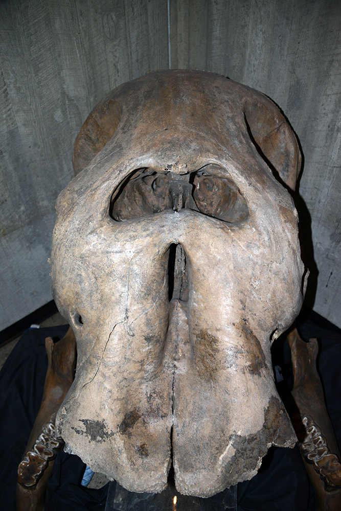Mastodon exhibit at the Ohio History Center