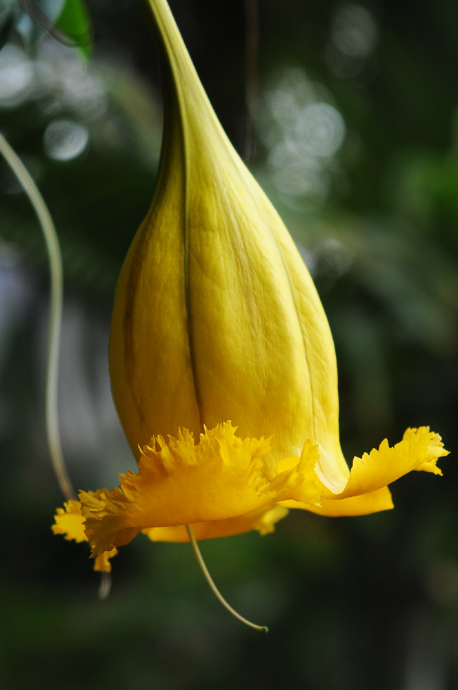 Yellow flower in the Myriad Botanical Gardens