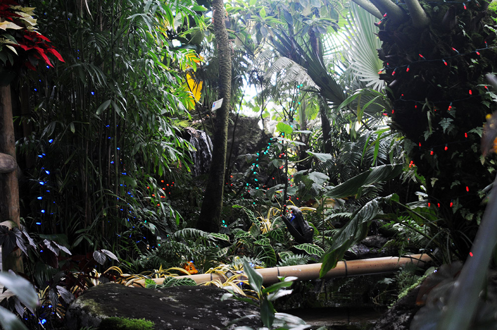 Inside the Myriad Botanical Gardens