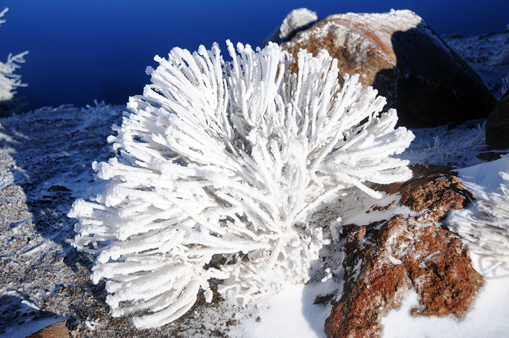Plant covered in rime ice at Crater Lake