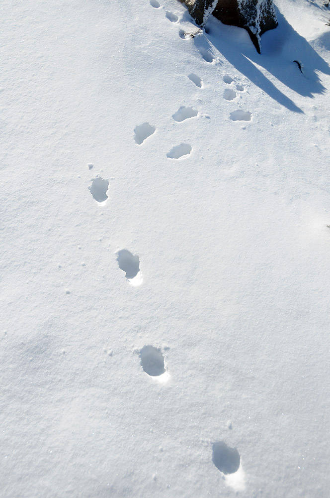 Deer tracks in the snow at Crater Lake