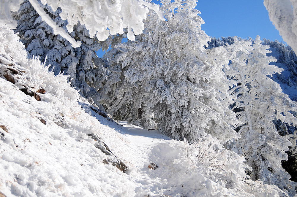 Crater Lake Rim Trail in the snow