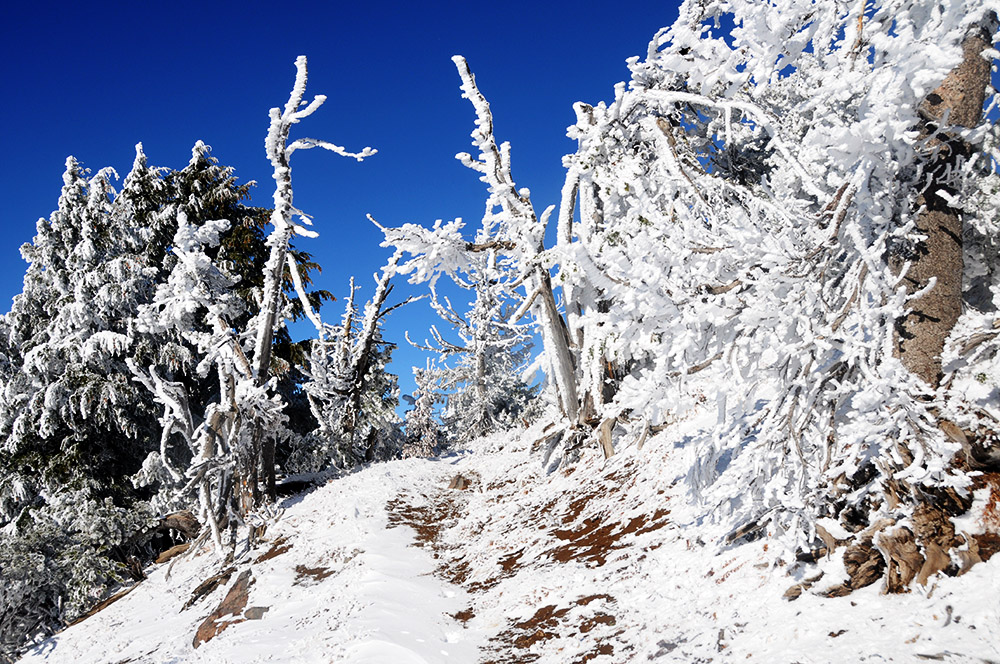 Snow-covered Crater Lake trail