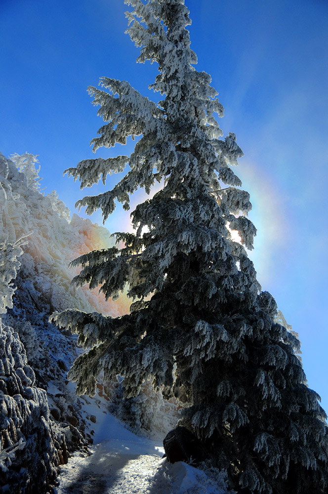 Sunlight through a tree at Crater Lake