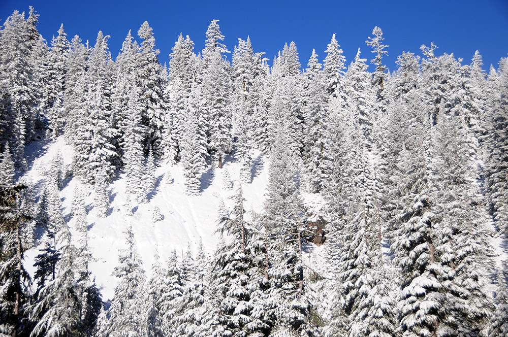 Snow-covered trees at Crater Lake