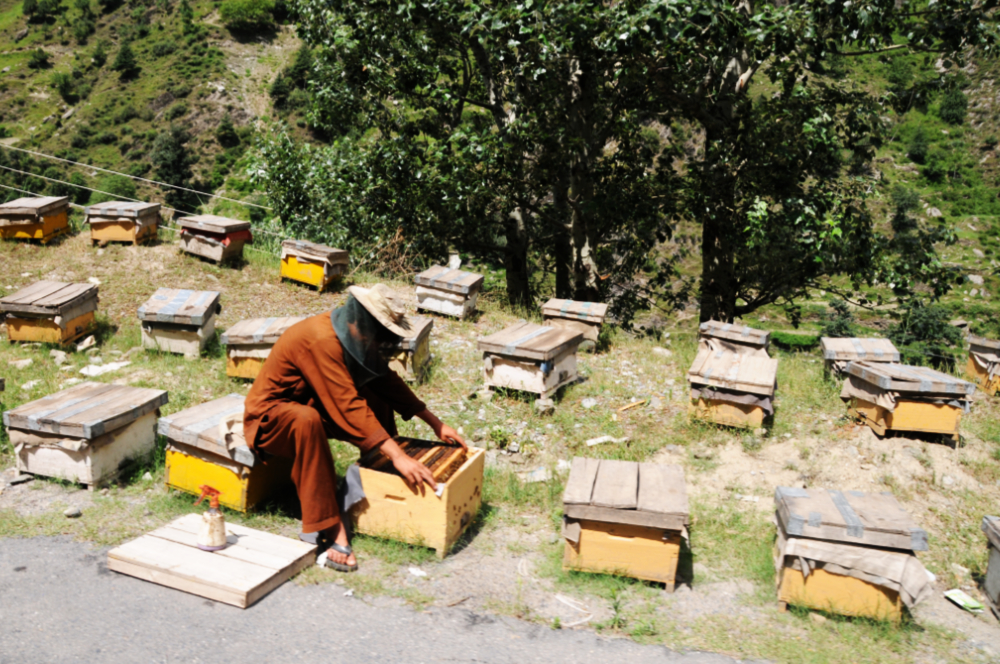 Beekeeper Beekeeper in northern Pakistan