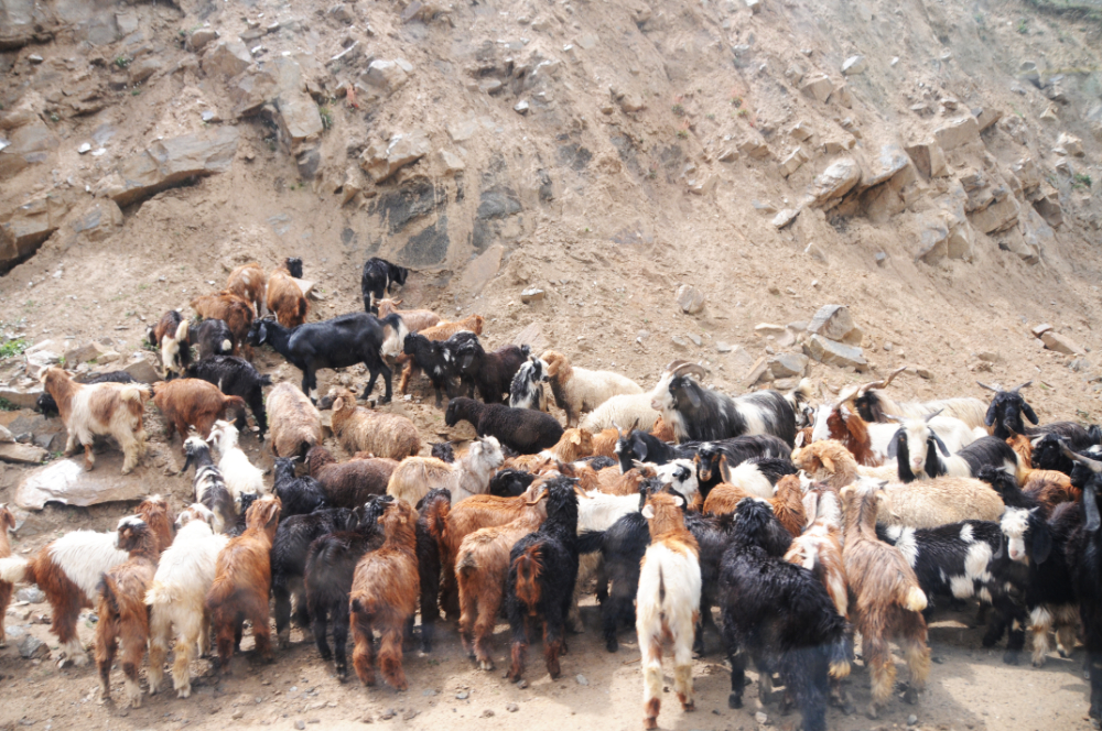 Goats Goats in northern Pakistan