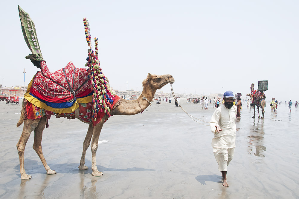 Camel on Clifton Beach in Karachi, Pakistan