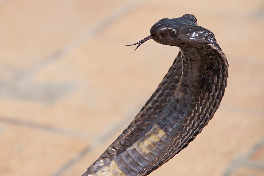 Cobra during a snake charmer performance at Clifton Beach in Karachi