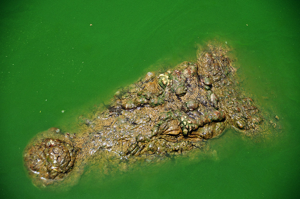 Manghopir crocodile shrine in Karachi, Pakistan