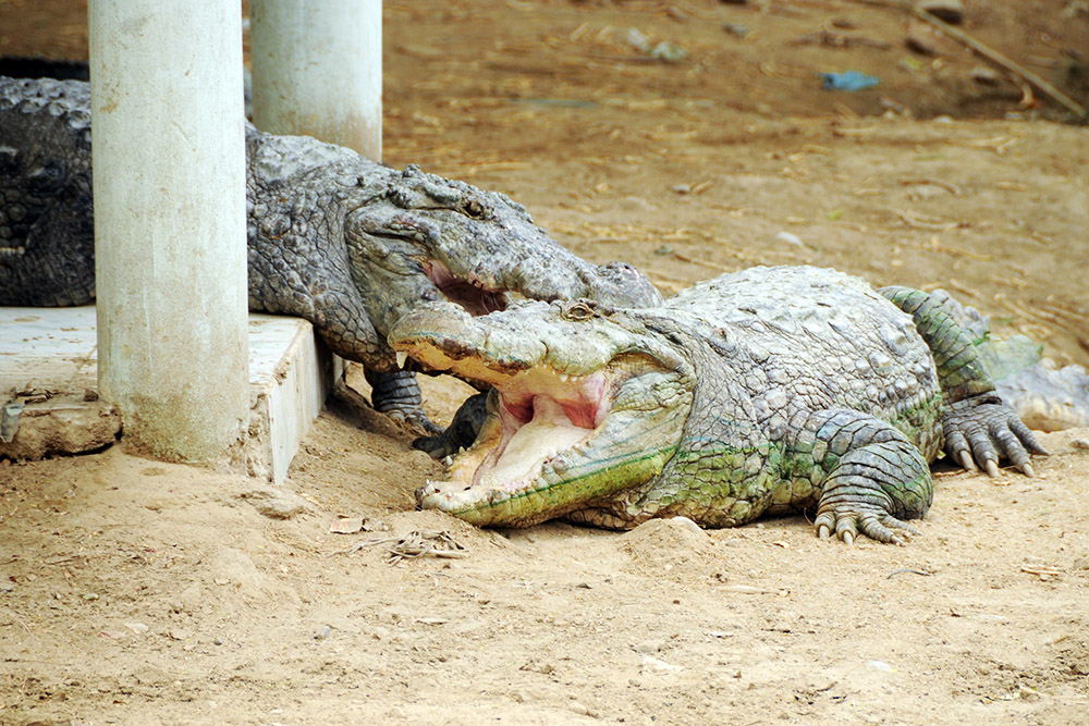 Crocodiles at Manghopir in Karachi, Pakistan