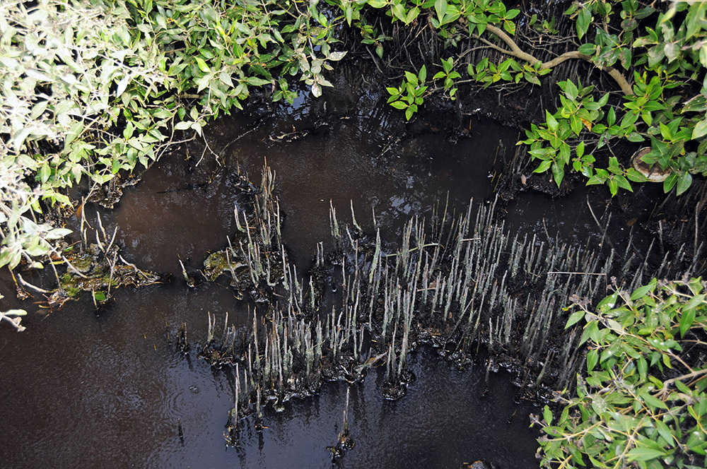 Mangrove habitat along the coast of Karachi, Pakistan