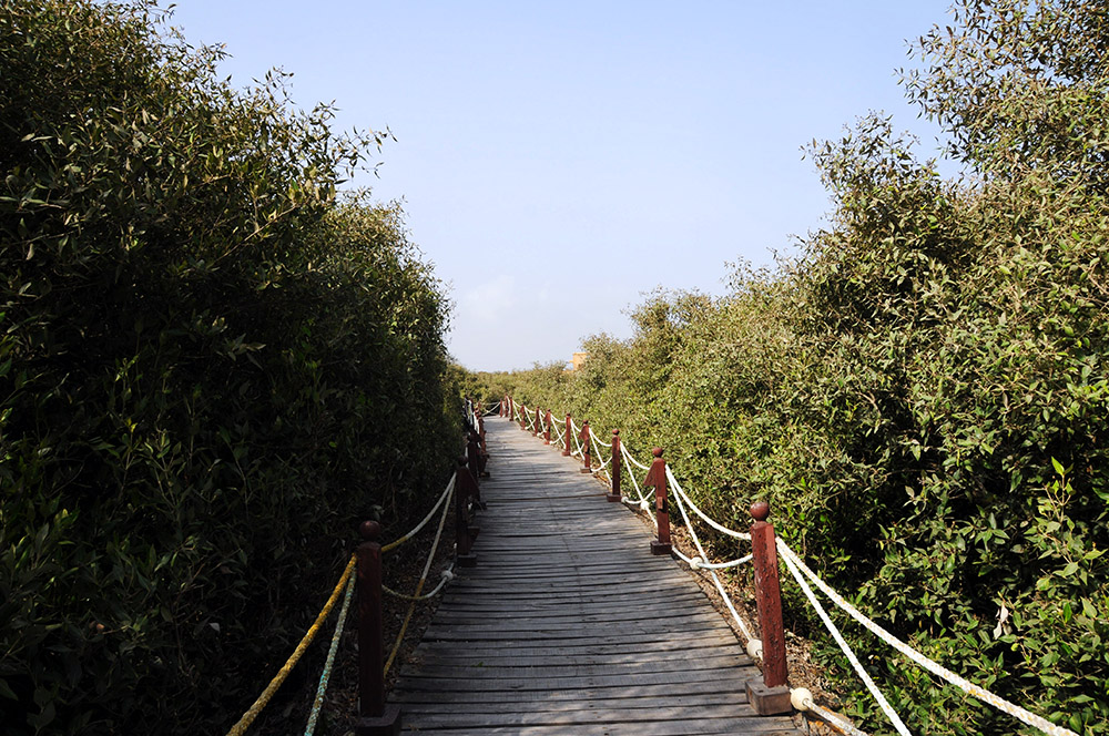 Boardwalk through a mangrove conservation area in Karachi, Pakistan