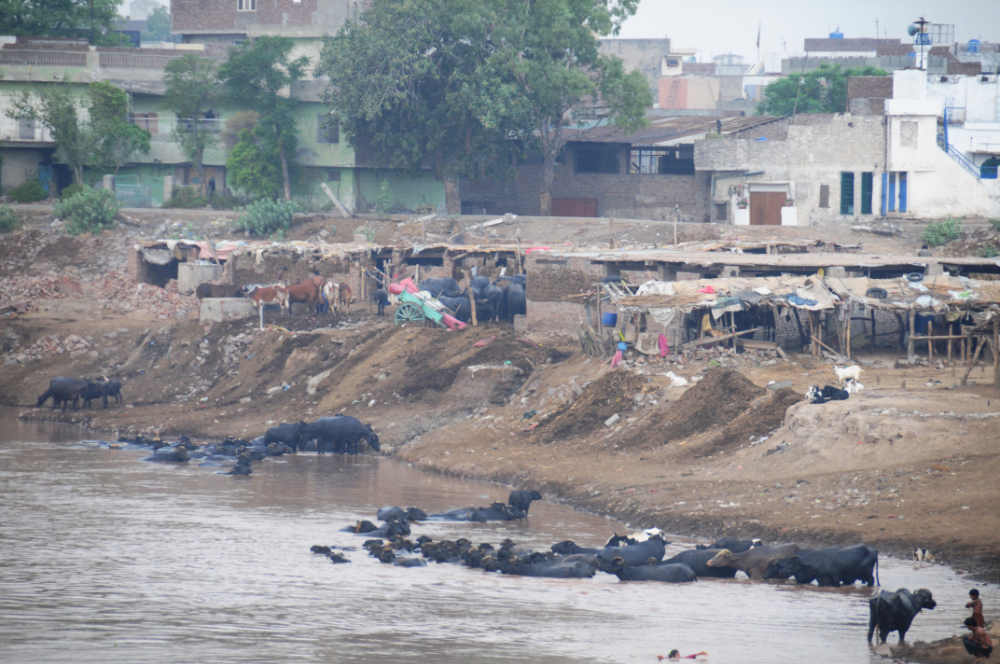 Buffalo in the Ravi River near Lahore
