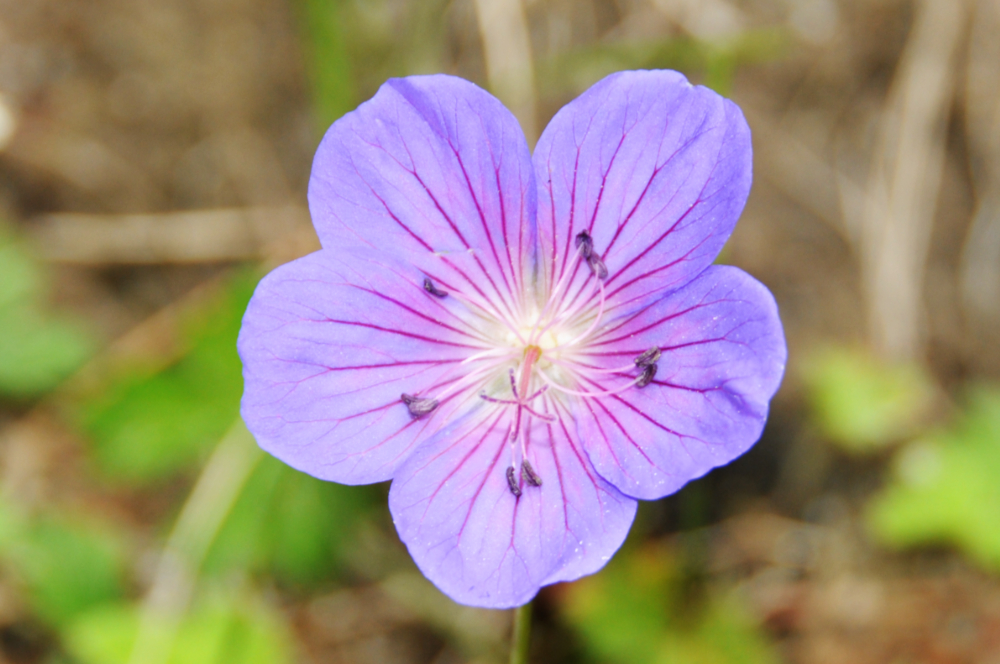 Alpine Flower Alpine flower in northern Pakistan
